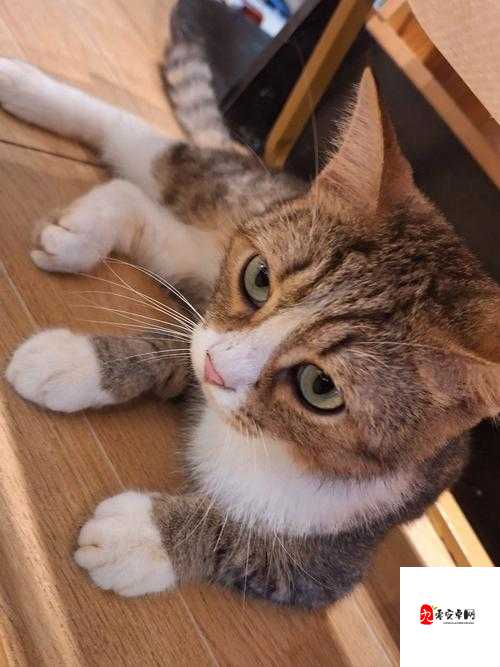 2024 猫咪最新地域网名：探索猫咪世界的精彩与神秘