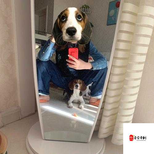 兽王ZOOMSERVO 兽狗产品优势：高质量高性能高性价比的优秀产品