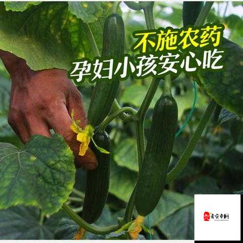 草莓香蕉榴莲丝瓜 18 岁可以吃吗：饮食疑惑解答