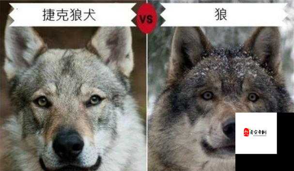 狗配人怎样配：探索动物与人类的特殊关系及可能性