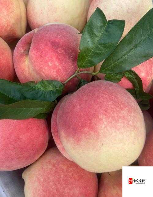 国精产品水蜜桃久久精品：优质水蜜桃的经典之选