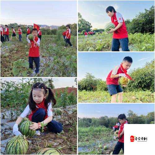 红领巾爆瓜有理往期回顾：揭秘瓜田背后的故事