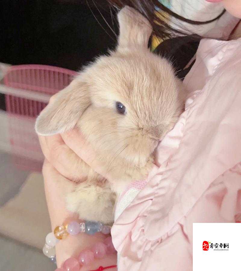 初中女生的小兔子长什么样：可爱软萌模样惹人怜