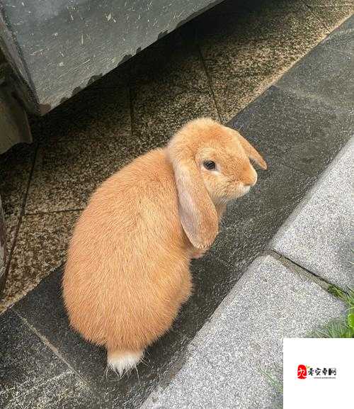 掌握吸小兔兔的正确姿势及相关注意事项