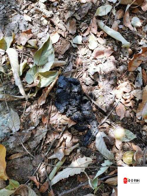 一位神秘且毛耸耸的野外老妇的独特经历