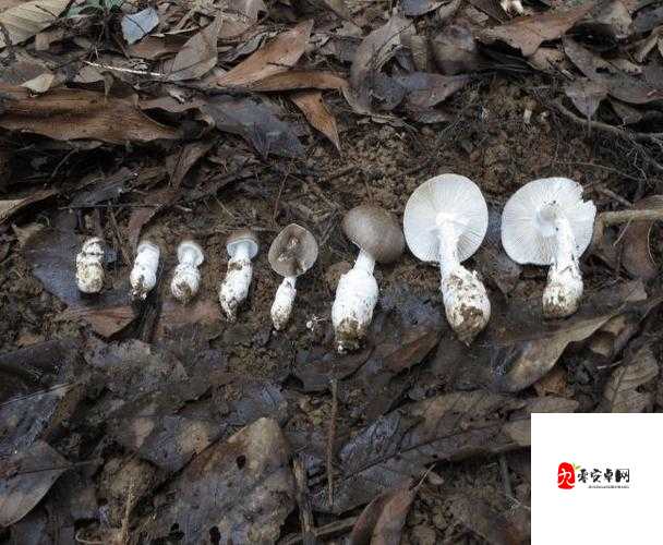 17c 独家爆料黑料蘑菇：背后不为人知的故事大揭秘