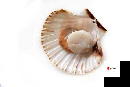 打开扇贝就可以吃火腿肠界面简约很高级：打造极致体验