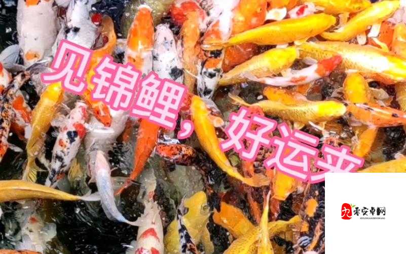 锦鲤好运来高分攻略，资源管理、技巧运用与避免浪费