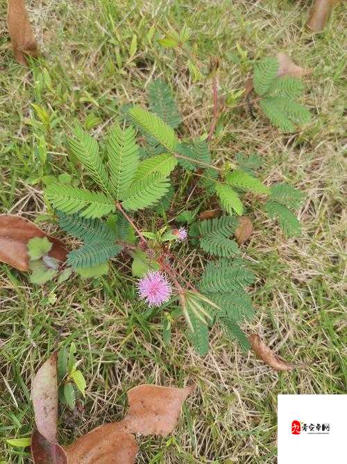 含羞草的作用含羞草能预测地震能安神解毒能清热利尿等相关介绍