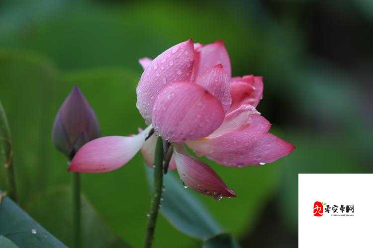 老人于船上悠然弄雨荷，意境美妙非凡