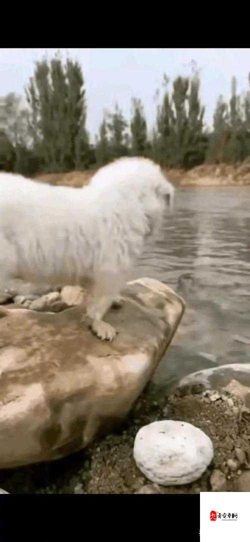 小狗爬过来叫主人这一温馨场景令人感动