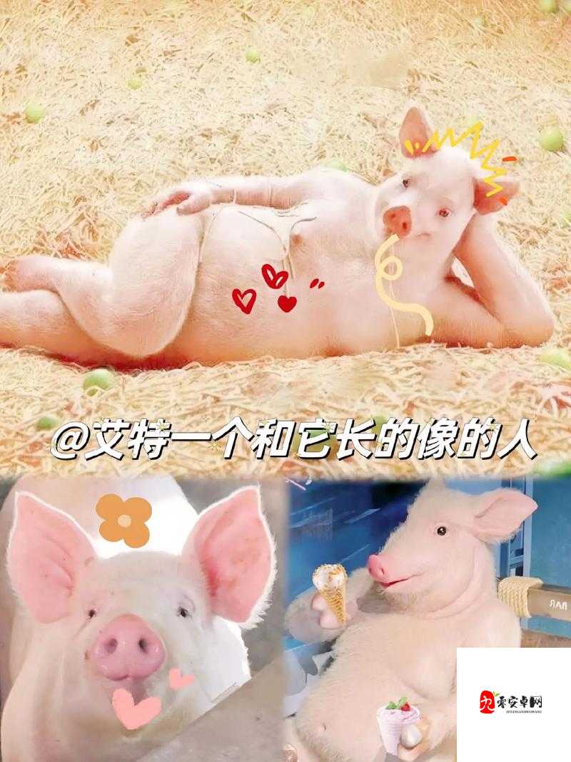 人猪又细又长像钻头一样图片：奇特生物的独特形态展现