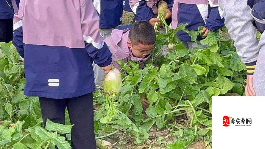 69XXXXXXXXX 拔萝卜：充满趣味的劳动场景描绘