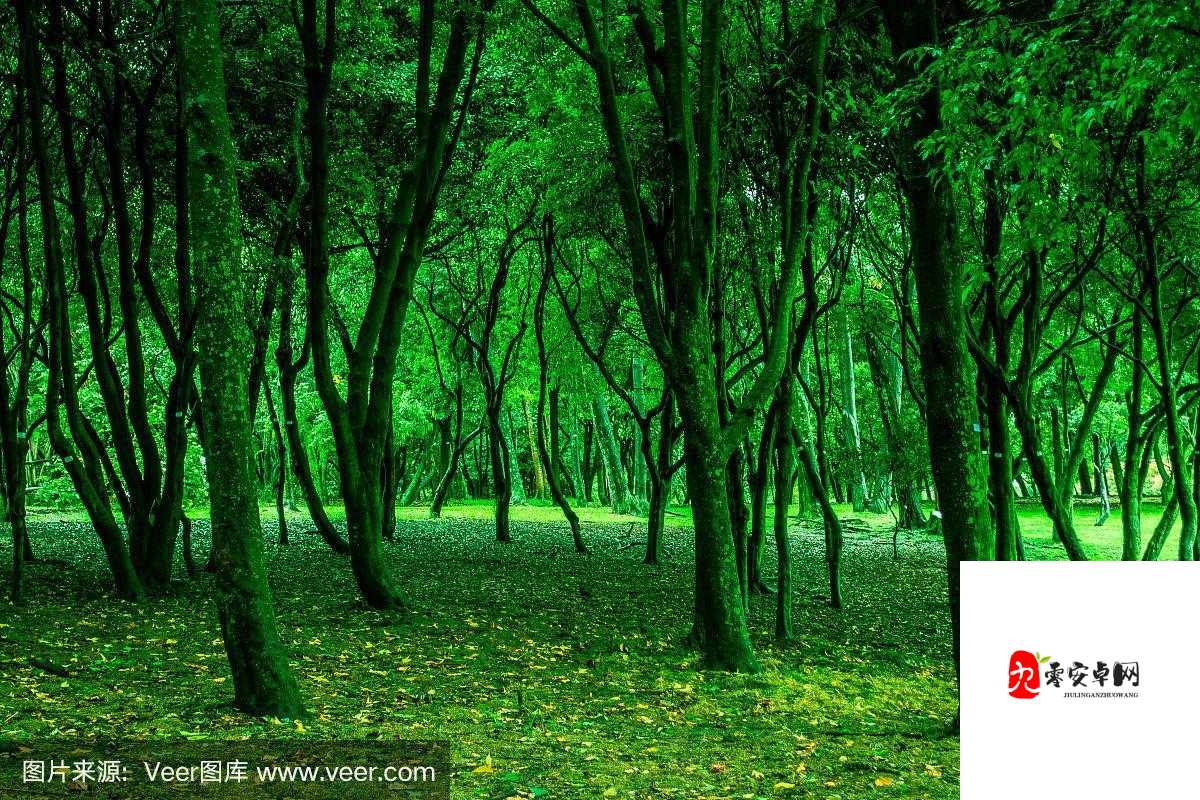 仙踪林视频：探寻那片神秘的森林之境