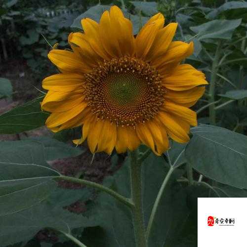 向日葵草莓丝瓜鸭脖：美味蔬果与特色小吃的奇妙组合