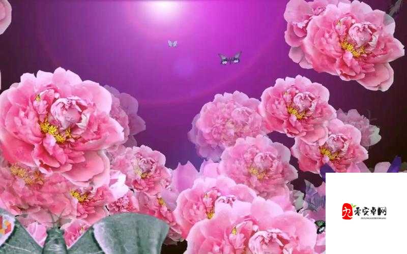 成品人视频推荐素材网站：提供丰富多样的视频素材选择