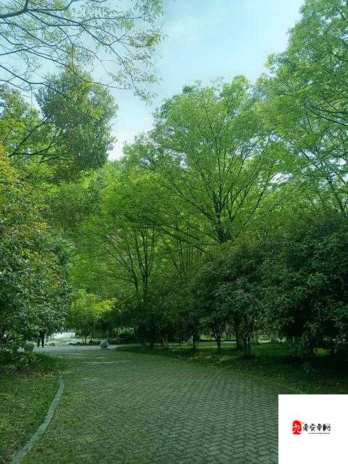 xvideo 绿意盎然：探秘自然之美