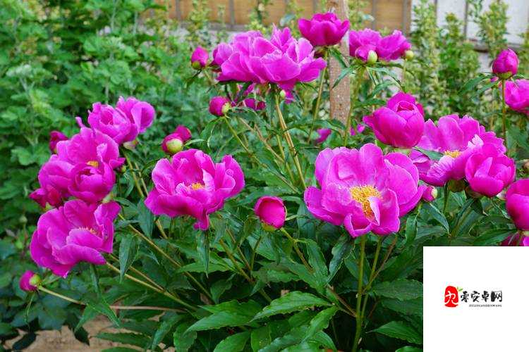 香软玉滑-林芍药-：这位迷人女子的独特魅力与风采