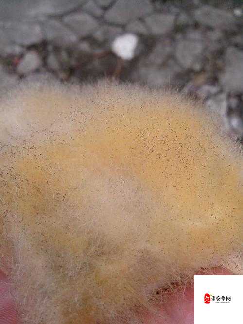 阴外面毛毛有白色是怎么回事：探寻其背后的原因与应对方法
