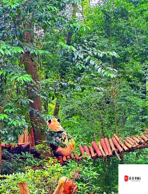 Pupperazzi，萌宠摄影大冒险，可玩性与操作深度解析