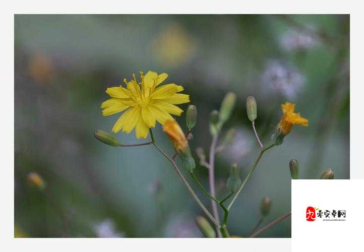 野花韩国高清在线观看视频播放：带你领略独特影视魅力