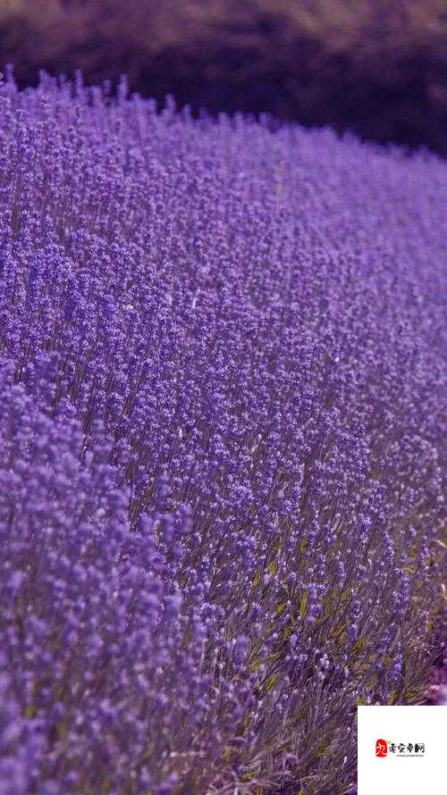 薰衣草研究所 APP：致力于薰衣草研究与推广的专业平台