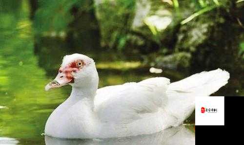 欧美黑人精品 videos 禽类之独特魅力呈现