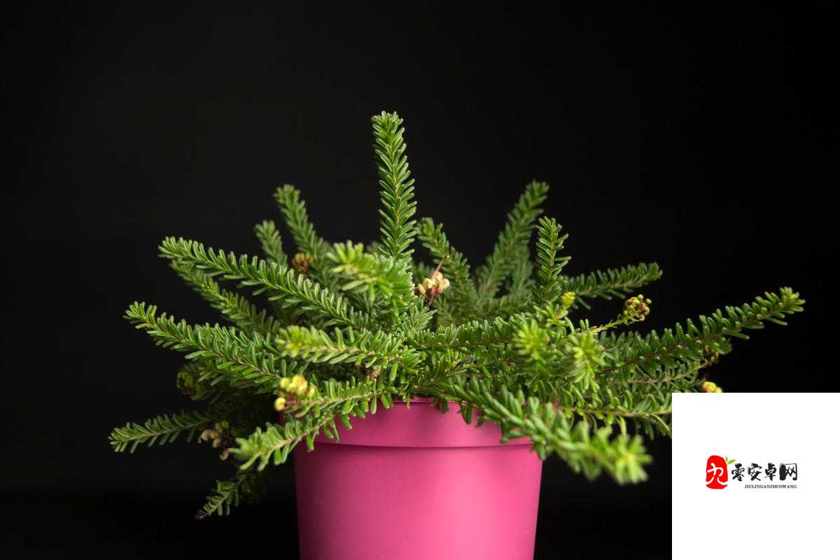 啊～你tm别碰了含羞草：探索植物背后的神秘情感世界