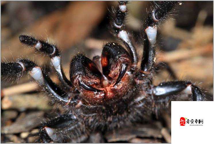 神角技巧解除蜘蛛毒办法，解毒小秘密一览在资源管理中的重要性及高效运用