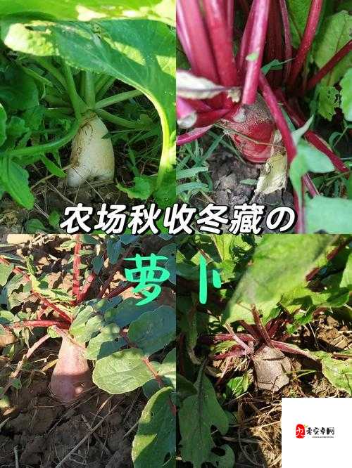 拔萝卜痛又叫降黄 9.1：其背后的原理与意义探讨