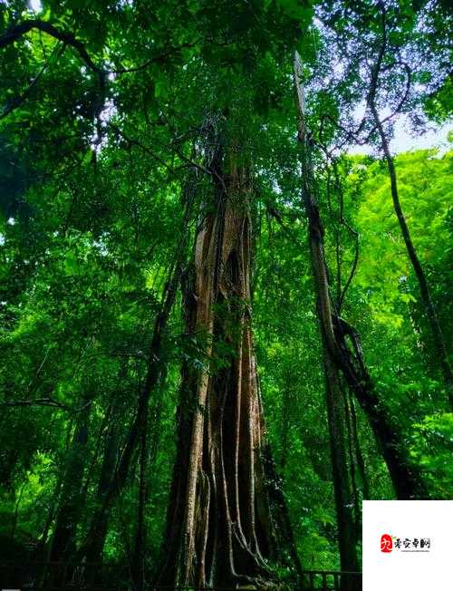 仙林踪幼幼另类之奇妙冒险：探索神秘仙境的未知之旅