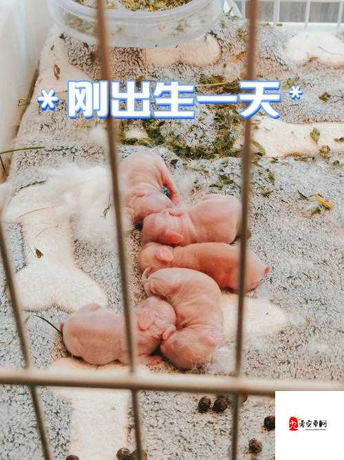 咬小兔兔的视频教程：揭秘私密技巧，让你和伴侣更亲密