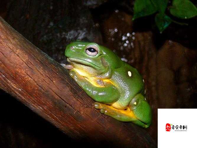 精灵之境雨蛙表现如何，雨蛙整体实力介绍及其在资源管理中的重要性