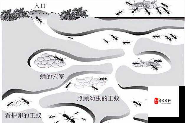 蚂蚁公司攻略，揭秘壮大蚁群发展公司的智慧之道