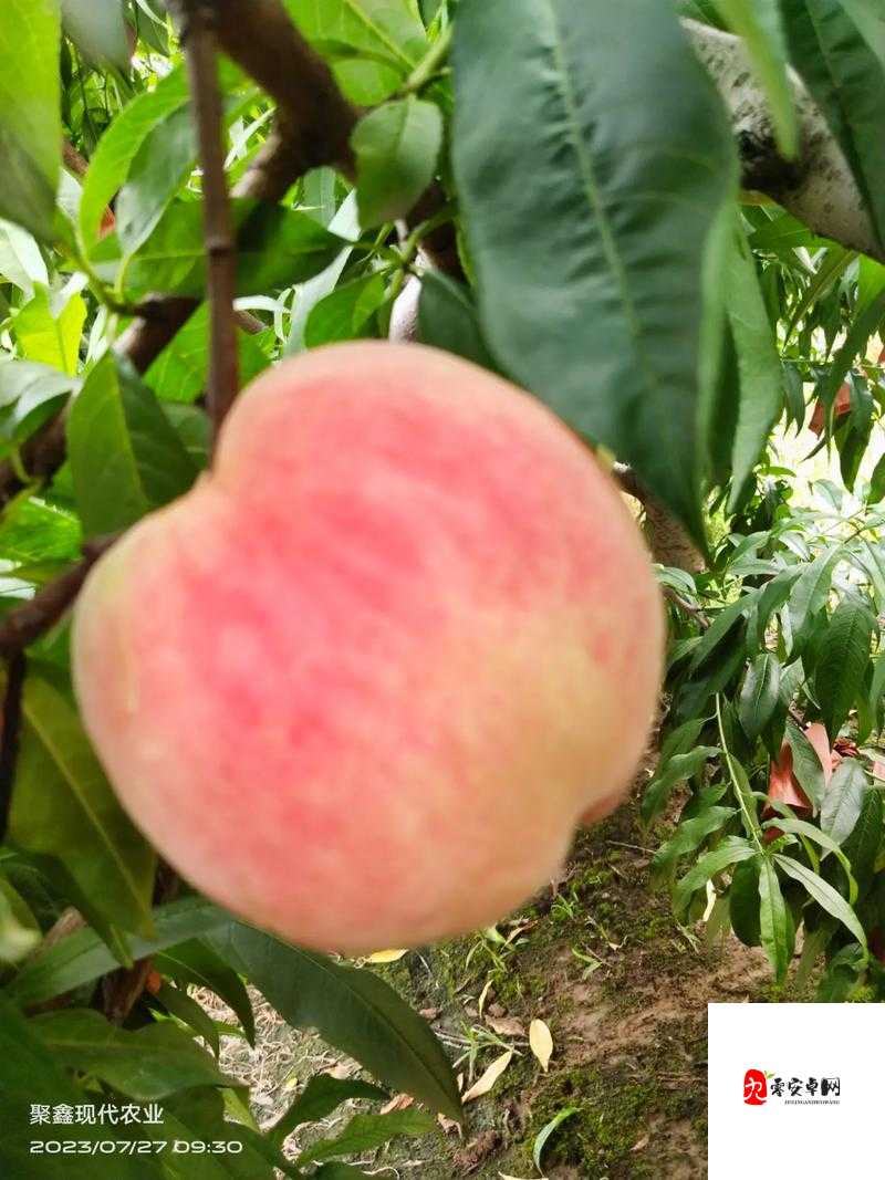 巨无霸水蜜桃水帘洞：神奇梦幻的自然奇观与独特景致