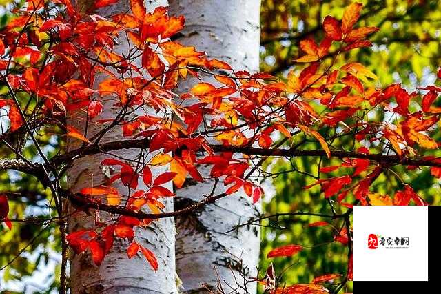 老孙头的春天与林初晴的别样故事