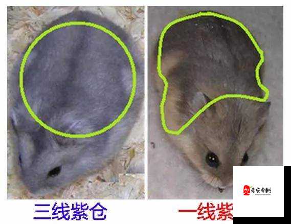 精品日本一线二线三线区别在：深入探究其不同层次的特征与差异