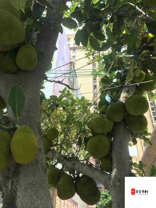 菠萝菠萝蜜免费视频高清在线观看：一场视觉盛宴