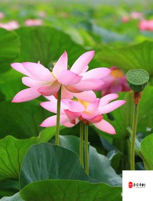 女人千层莲花激活后究竟会呈现何种模样呢