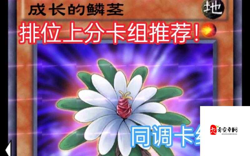 游戏王决斗链接森罗卡组搭配与资源管理