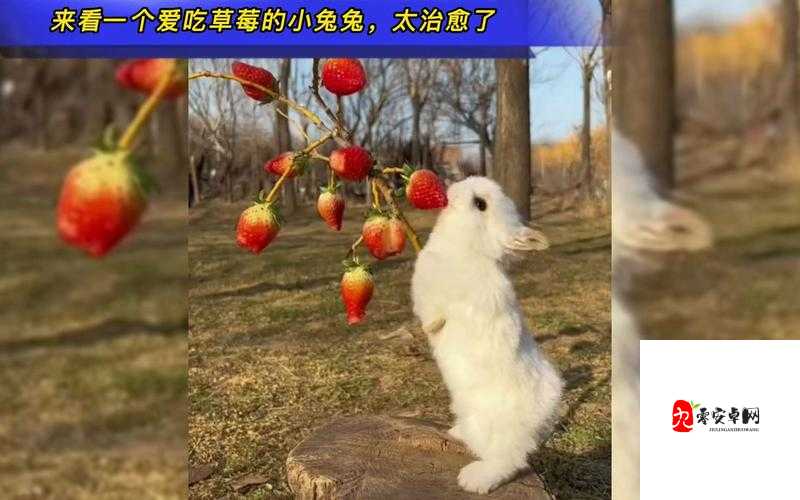 男生为什么喜欢舔你的小兔兔呢：这背后的原因值得探讨