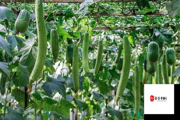 国产欧美视频丝瓜相关精彩内容呈现