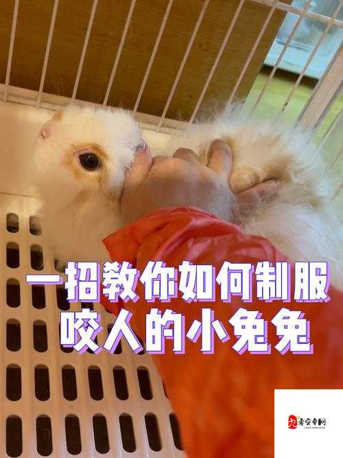 男朋友咬小兔兔时该如何回应呢