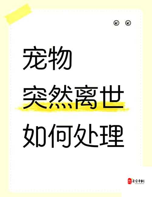 猫咪不见了该怎么办：快速寻找猫咪的实用指南