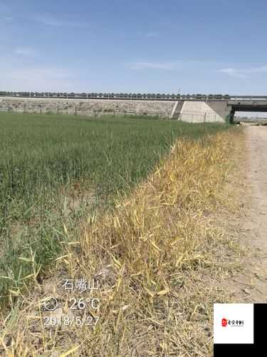 除草大作战，短时间高效率的制胜秘籍