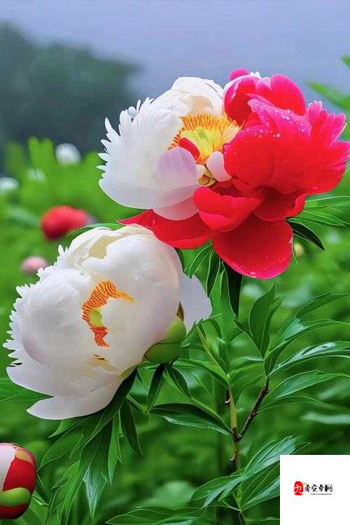 香软玉滑的林芍药：那一抹独特的魅力与风情