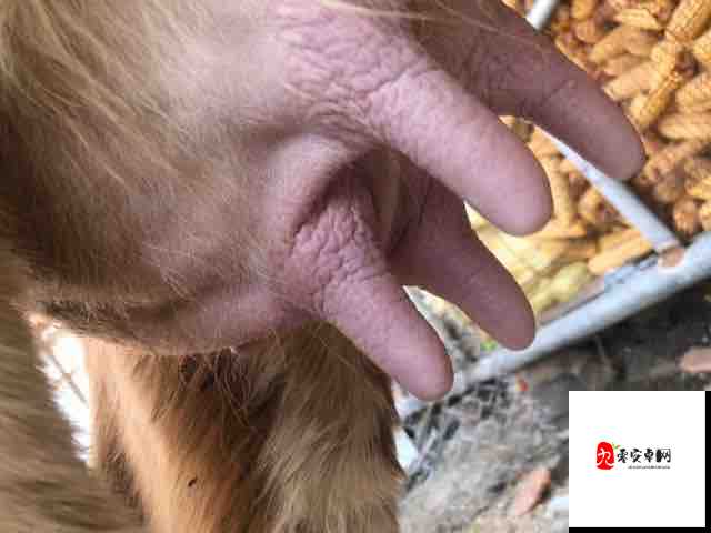 两个奶头被吃得又翘又肿特别疼引发的强烈感受