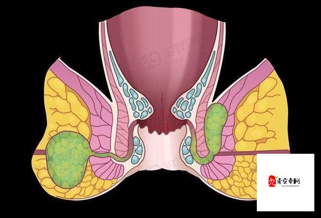 小女孩叉开腿后肛门微开是否正常的探讨