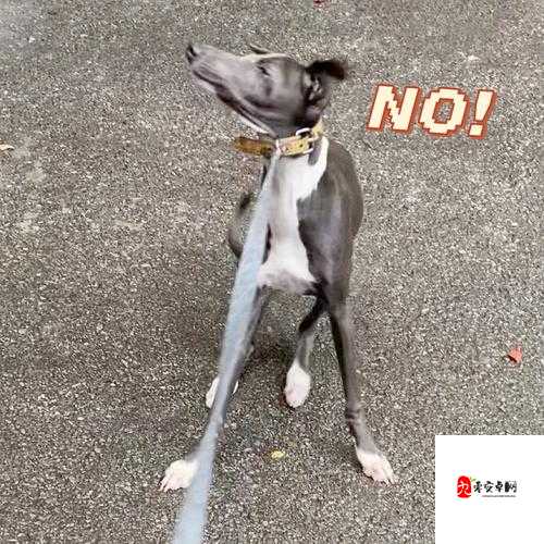 小小勇者，宠物选择大揭秘，助你勇闯天涯！