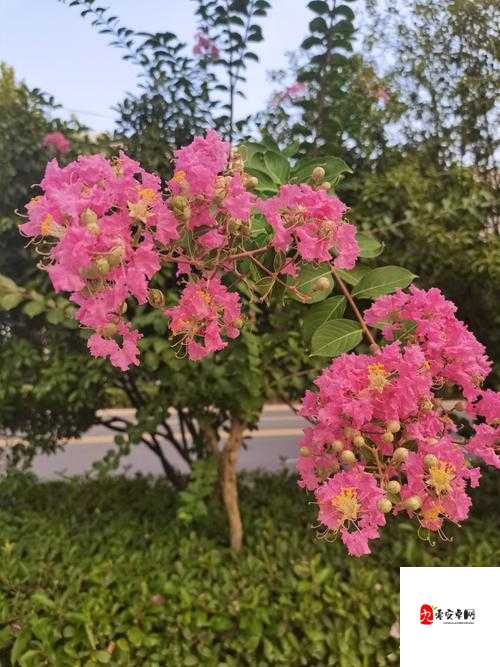 乾隆夺了紫薇清白后紫薇该何去何从又会引发怎样的故事